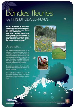 Les bandes de fleurs sauvages chez Hainaut Développement (expo en prêt)