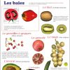 Les fruits (expo en prêt) – Image 3