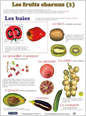 Les fruits (expo en prêt) – Image 3