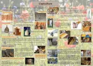 L'abeille et le monde de la ruche (expo en prêt) – Image 3