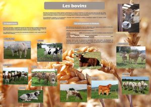 De la ferme à l'assiette (expo en prêt) – Image 3