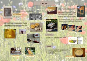L'abeille et le monde de la ruche (expo en prêt) – Image 4