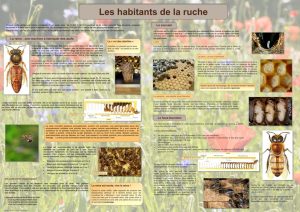 L'abeille et le monde de la ruche (expo en prêt) – Image 2