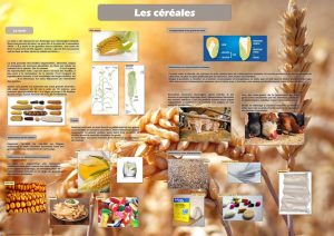 De la ferme à l'assiette (expo en prêt) – Image 2