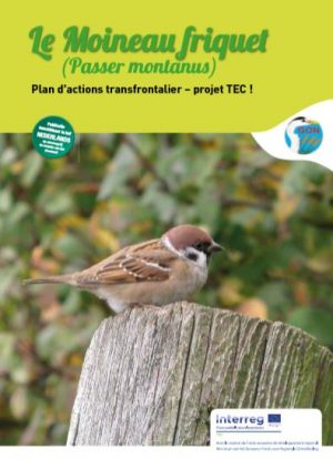 Le Moineau Friquet
