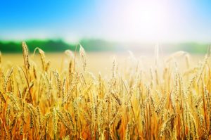 L'Europe autorise l'importation de semences de maïs et de céréales ukrainiennes