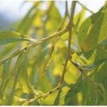 L'anthracnose du saule (fiche à télécharger)
