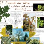2001 - L'année du chêne: le Chêne pédonculé