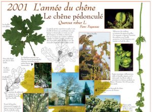 2001 - L'année du chêne: le Chêne pédonculé
