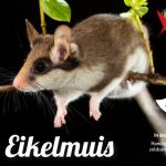 Eikelmuis