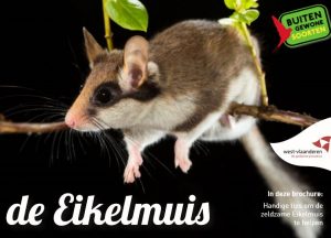 Eikelmuis