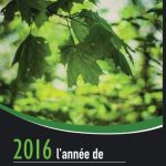 L'érable