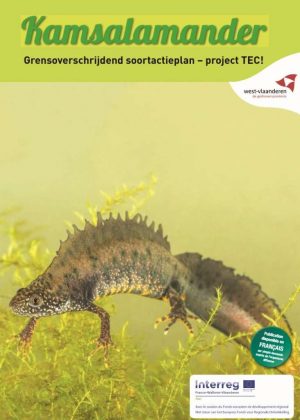 Kamsalamander