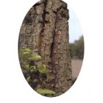 Le cossus gâte-bois (fiche à télécharger)