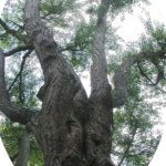 Le Ginkgo biloba L. (fiche à télécharger)