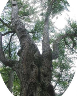 Le Ginkgo biloba L. (fiche à télécharger)