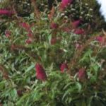 La taille de l'arbre à papillons (fiche à télécharger)
