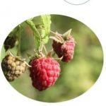 La taille du framboisier (fiche à télécharger)