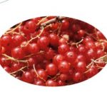 La taille du groseillier à grappes (fiche à télécharger)