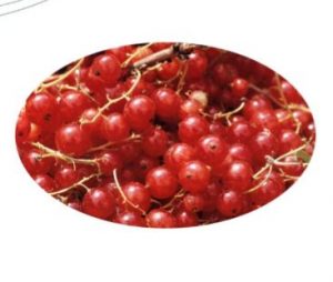 La taille du groseillier à grappes (fiche à télécharger)