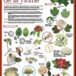 2017 - L'année de la viorne