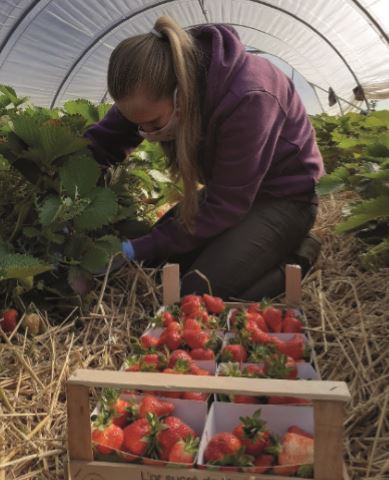 Rendez-vous en terre agricole - Auto-cueillette de fraises