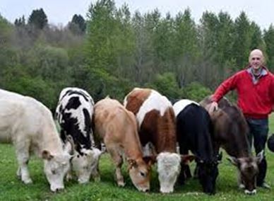 Rendez-vous en terre agricole - Balade en famille à la découverte de différentes races bovines