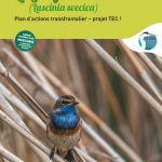 La Gorgebleue à miroir
