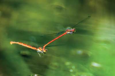 Petite nymphe au corps de feu (Pyrrhosoma nymphul)