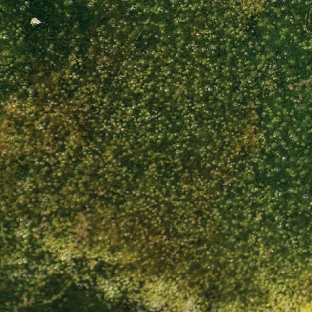 pullulation d’algues