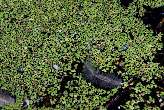 Lentilles d’eau