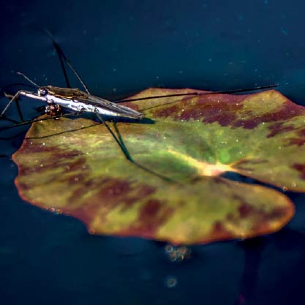 Araignée d'eau