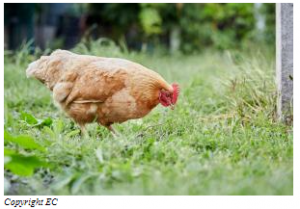 Réponse à une initiative citoyenne européenne: la Commission propose la suppression progressive des cages pour les animaux d'élevage