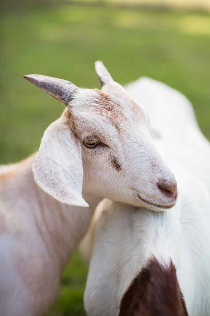 Découverte de la chèvre et son milieu de vie