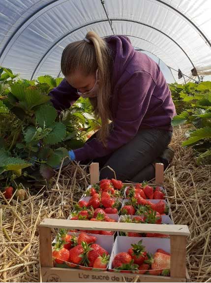 Visite de champs d’asperges et de fraises