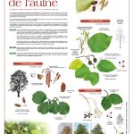 2021, l’année de l’aulne