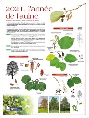 2021, l’année de l’aulne