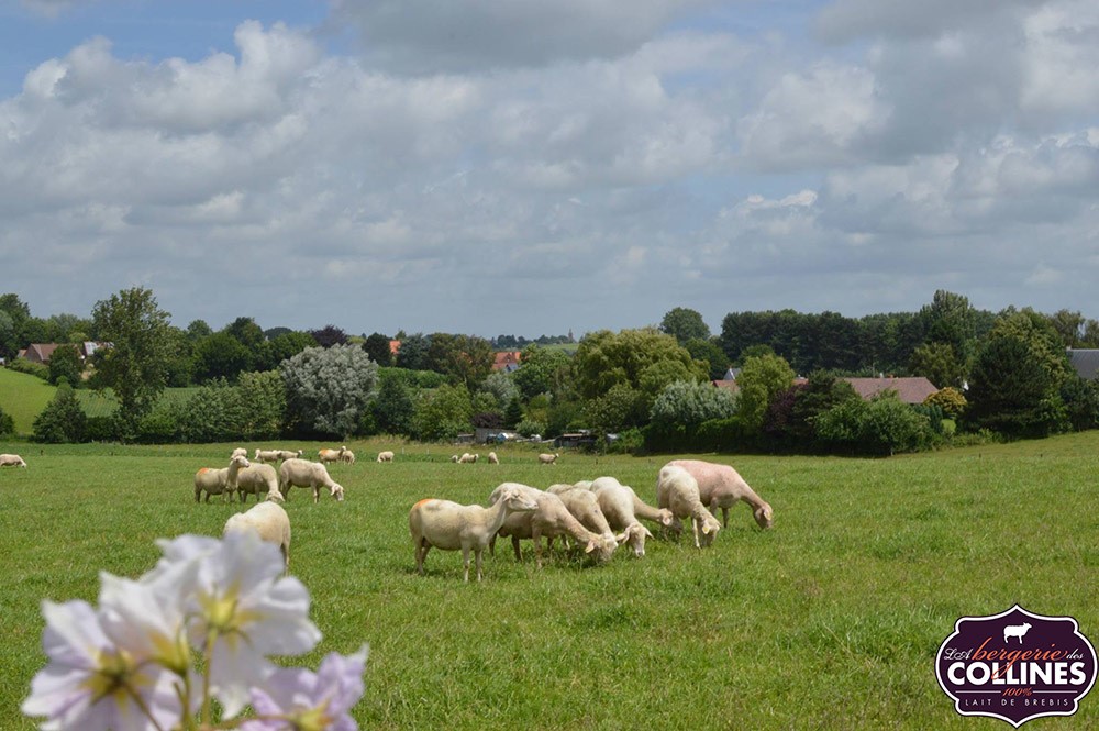 Portes ouvertes à la Bergerie des Collines: partez à la découverte de la ferme gourmande