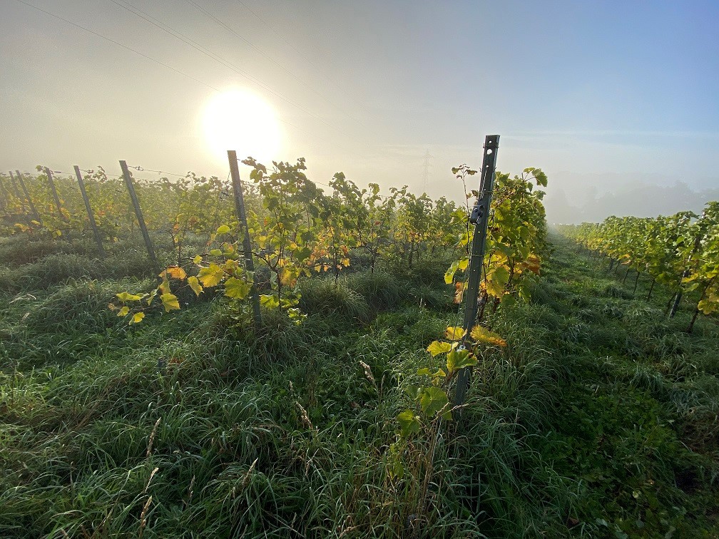 "Vignes en fête": journée portes ouvertes au Domaine de la Portelette