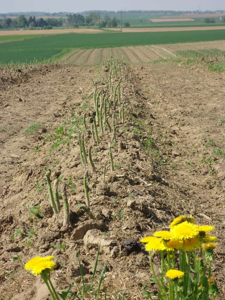 Visite explicative des champs de fraises, d'asperges vertes et de légumes d'été