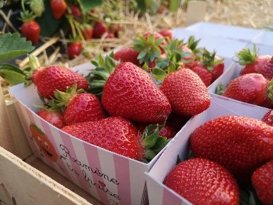 A la découverte des serres de fraises et de l'aspergeraie