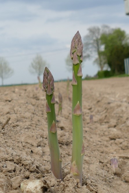 Asperge Ramène ta Fraise