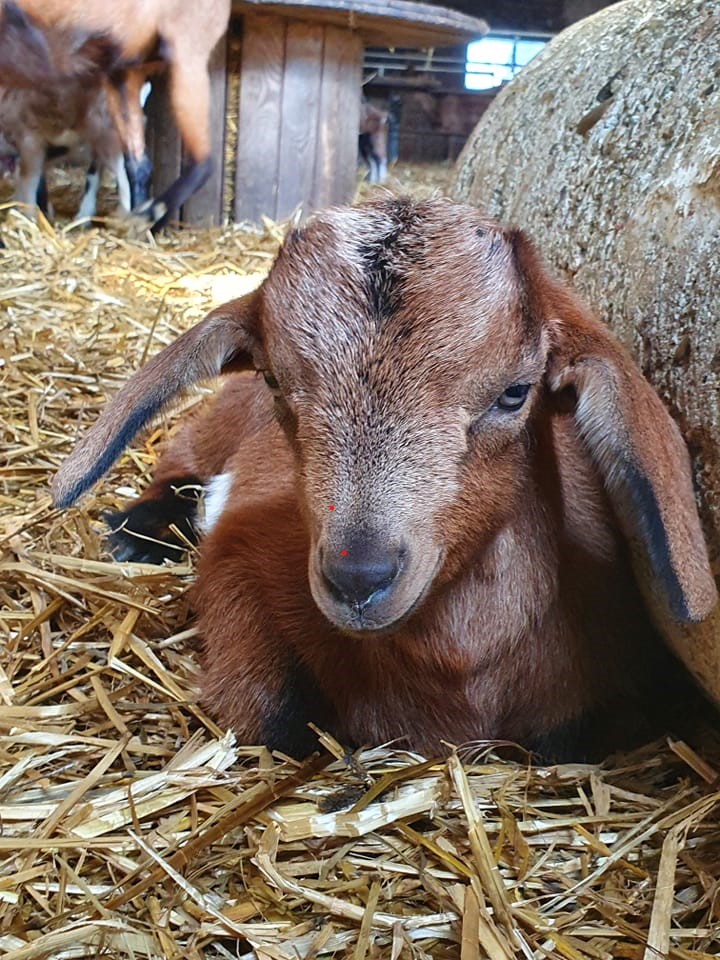 Découverte du monde de la chèvre