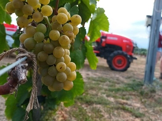 Visite du vignoble du Garde Loup et promenade gustative