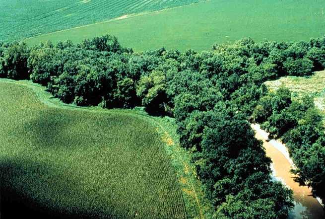 La valorisation du couvert végétal permanent par l'implantation de ripisylve