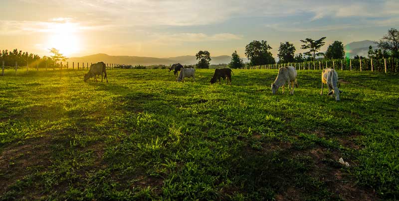 Le bail à ferme dans le cadre particulier d'une transmission