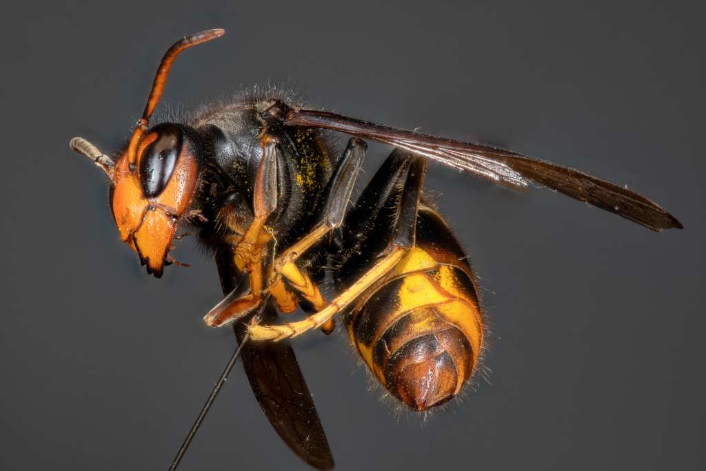 Frelon asiatique en vol vu de face