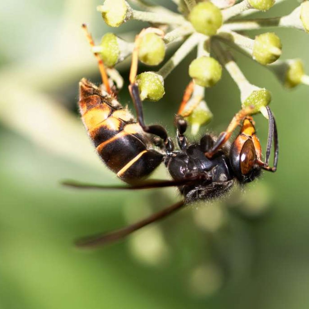 Frelon asiatique butinant sur une fleur