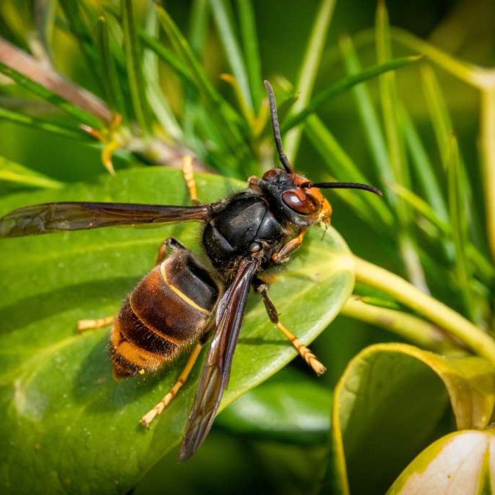 Le frelon asiatique 