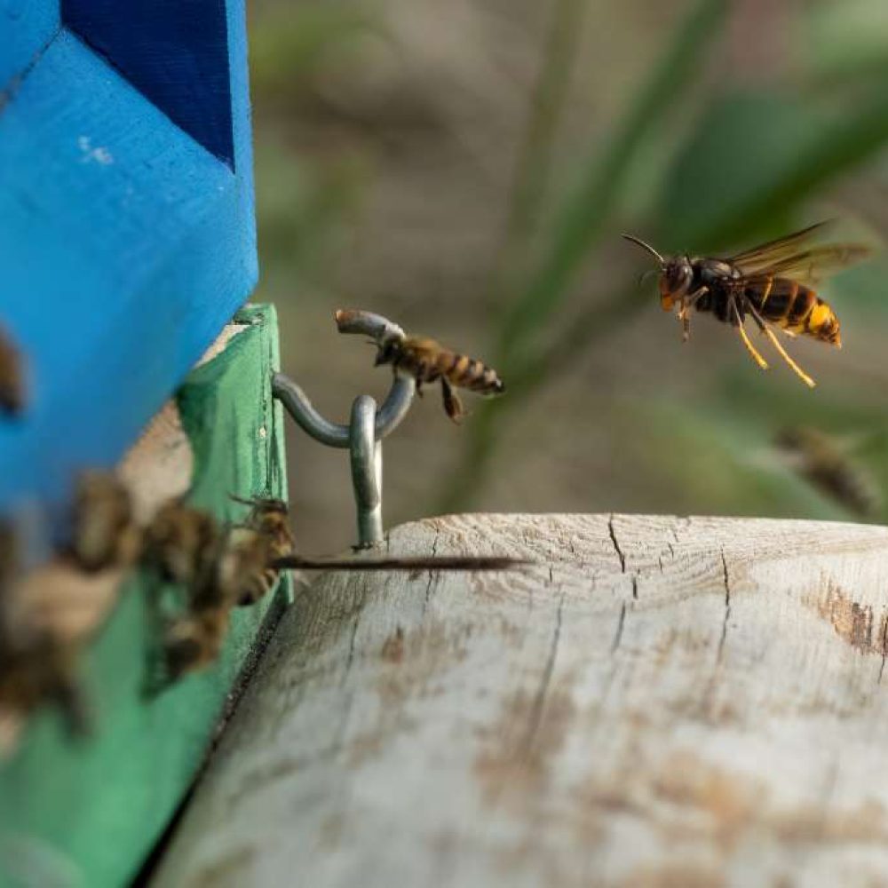 Frelon chasse devant rucher
